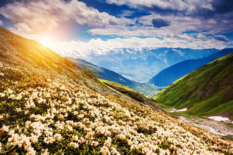 Flower Mountains Landscape Nature Wallpapers Hd Desktop And Mobile