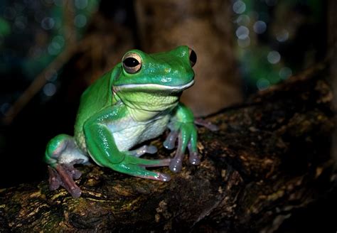 Green Frog Pictures Download Free Images On Unsplash