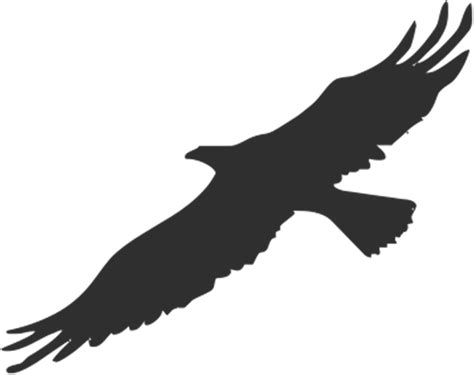 Eaglebirdsilhouetteanimaleducation Free Image From