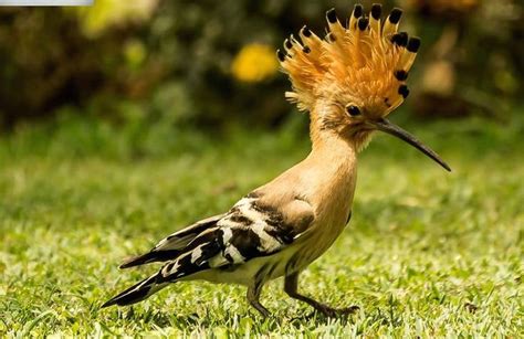 Hoopoe Bird Animals Photo