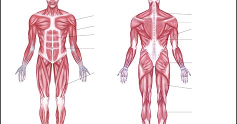 Full Body Muscular Diagram Pdf Human Body Systems Human Body
