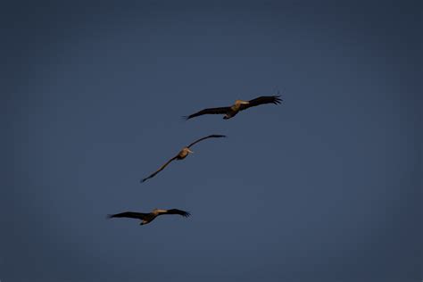 Free Images Wing Sky Air Pelican Seabird Fly Beak Flight