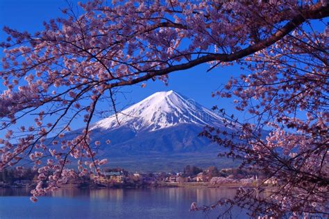 El Monte Fuji Y Flores De Cerezo Del Lago Kawaguchi Japón Foto De