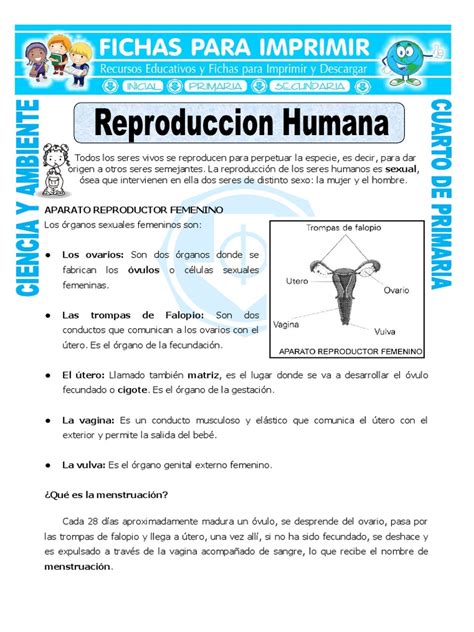 ficha reproduccion humana para cuarto de primaria 1 220525 011218 pdf sistema reproductivo