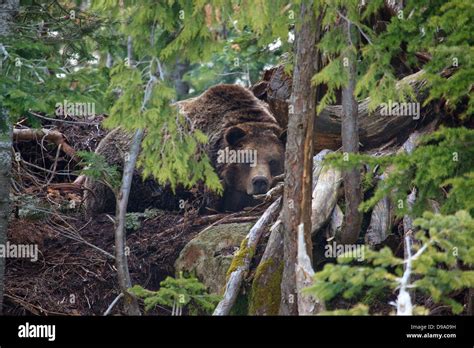 Grizzly Bear In British Columbia Canada Stock Photo Alamy