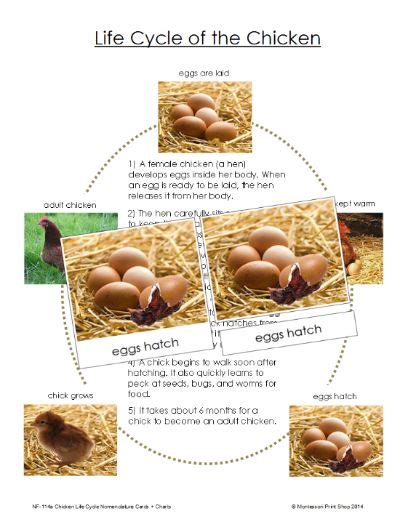 The Life Cycle Of The Chicken Is Shown In Four Different Pictures