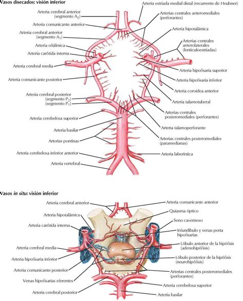 Vasculatura Cerebral Enfermer A