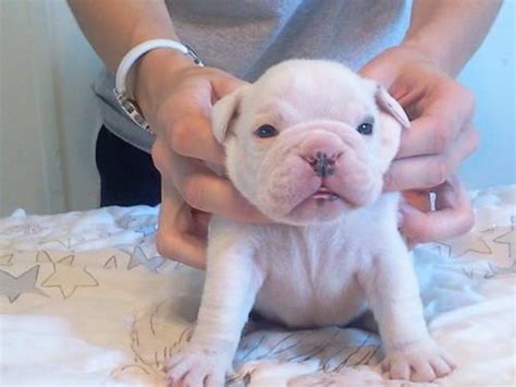We have available french bulldog puppies currently which are brindle pied boy, and brindle boy and girl. FRENCH BULLDOG PUPPIES for Sale in Paw Paw, Michigan ...