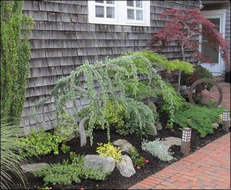 Small Decorative Evergreen Trees For Landscaping Home Improvement