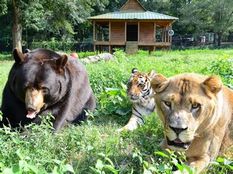 This Bear Lion And Tiger Trio Is Lovingly Called Blt By Their