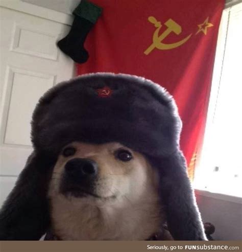Slav Doggo Is Here You May Ignore The Shitposts Funsubstance