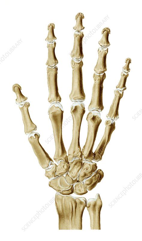 Right Hand Bone Anatomy