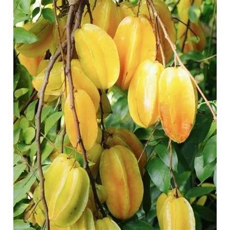 Star Fruit Tree Starfruits High Resolution Stock Photography And