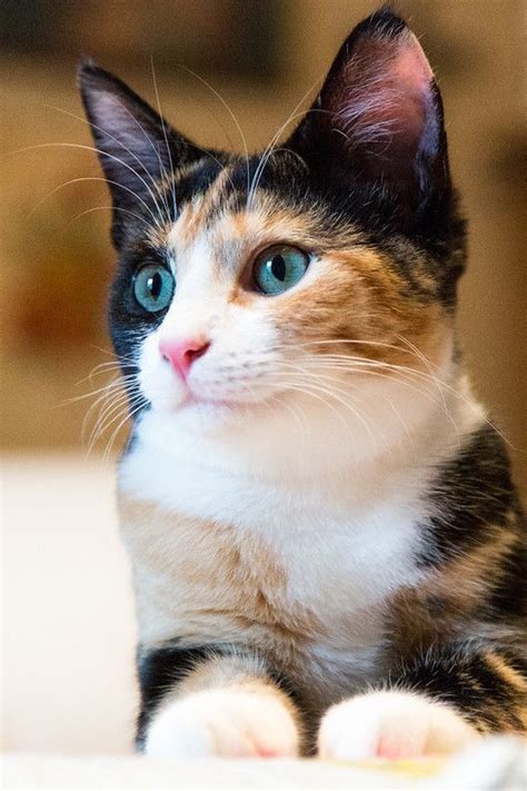 Why Are Calico Cats Female