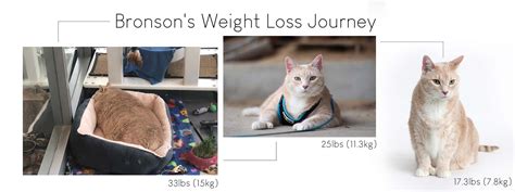 Cat Weight Loss Creating A Healthy And Safe Diet Plan For Your Cat