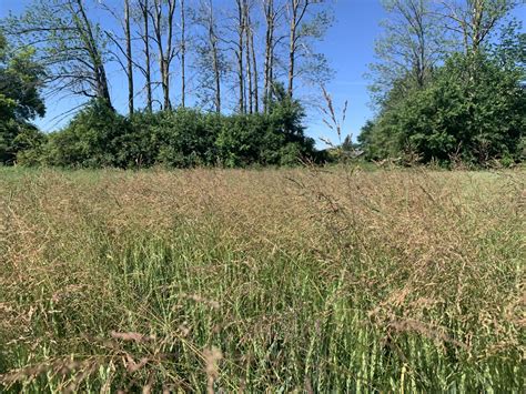 Crop Report Grassy Weeds In Winter Wheat Field Crop News