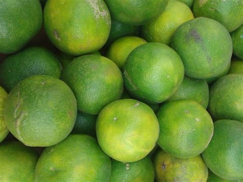 Sweet lemon tree on mini cutie desserts. Health Benefits of Mosambi Sweet lime Citrus limetta