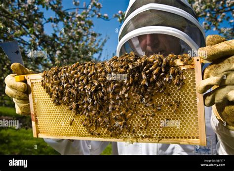 Bee Keeper Checking His Honey Bees In A Cider Apple Orchard Stock Photo