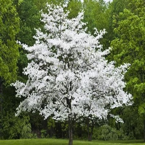 While winter daphne is justly famous, she has a few sisters you should get to know. Cherokee Princess Dogwood in 2021 | White flowering trees ...
