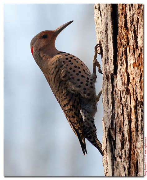 Maybe you would like to learn more about one of these? Randy & Meg's Garden Paradise: Flicker visit new to feeders!