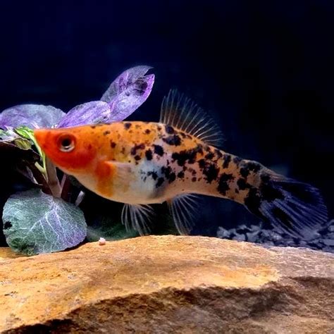 Tri Color Swordtail Tropical Aquarium Fish