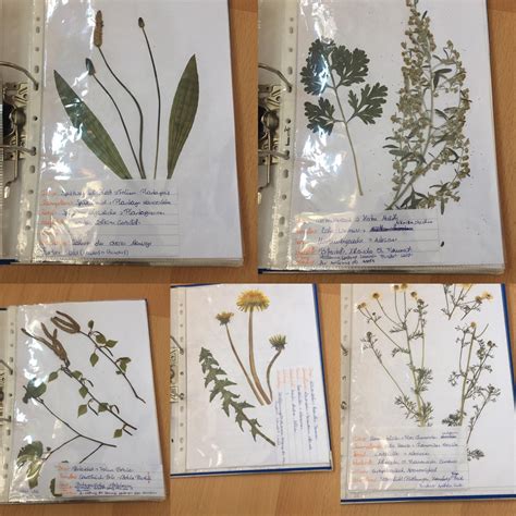 Herbarium Für Lap Pka In 2475 Neudorf Bei Parndorf Für 9500 € Zum