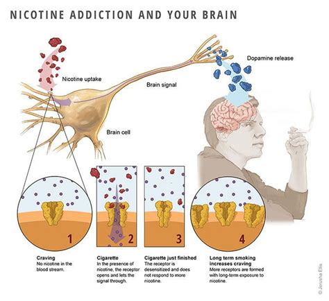 How Nicotine Affects The Brain And Why Nicotine Addiction Occur