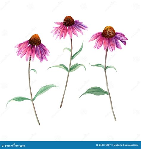 Herb Flower Echinacea Watercolor Illustration Isolated On White Stock