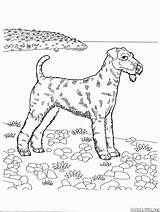 Bernhardiner Airedale Terrier sketch template