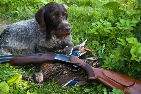 Gun Dog Hall Of Fame The 20 Best Hunting Breeds To Hit The Field ⋆