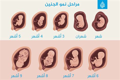 مراحل نمو الجنين شهرا بشهر بالصور صحة الجزيرة نت