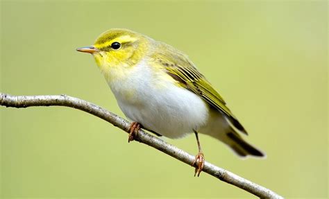 11 Rare Birds In Britains Woodland Woodland Trust