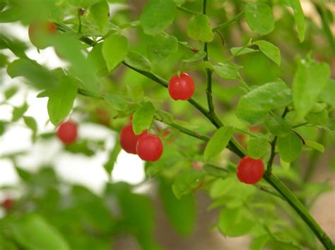 Red Huckleberry Vaccinium Parvifolium Shrub Seeds Edible Hardy