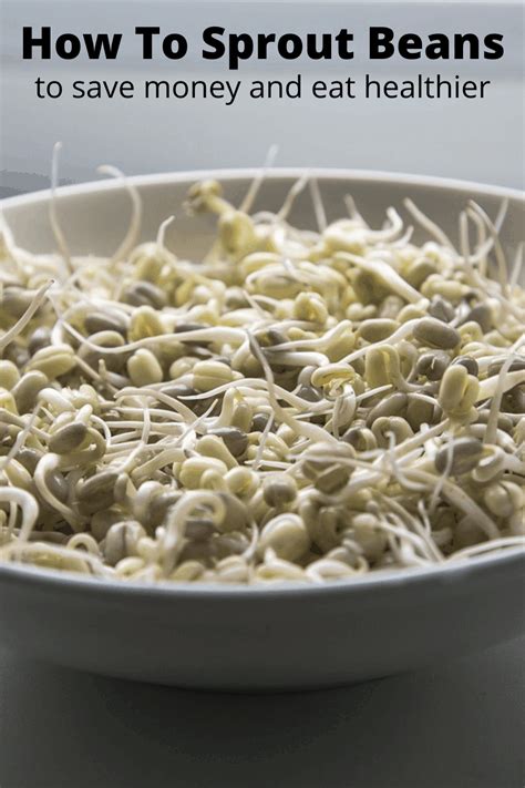How To Make Your Own Bean Sprouts Turning The Clock Back