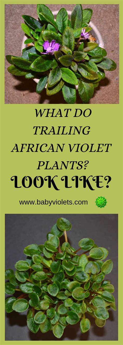 What Are The Different Types Of African Violet Plants