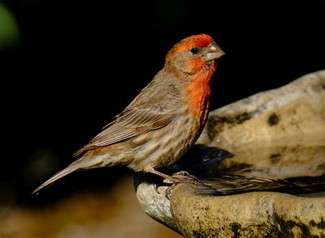 House Finch — Santa Clara Valley Audubon Society