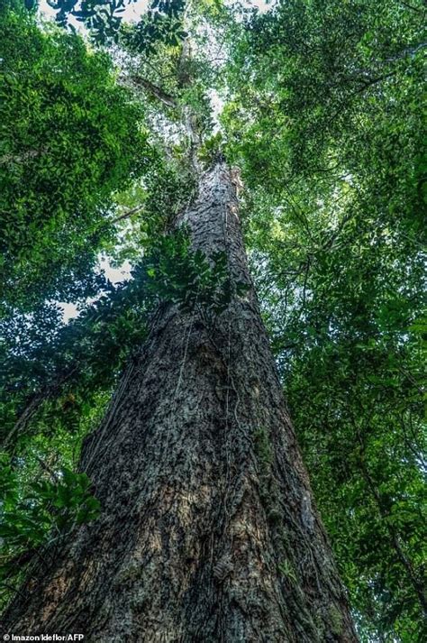 Scientists Finally Reach The Tallest Tree In The Amazon Daily Mail Online