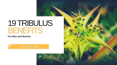 Tribulus is a plant that produces fruit covered with spines. Tribulus Terrestris: 19 Mind-Blowing Benefits (Today)