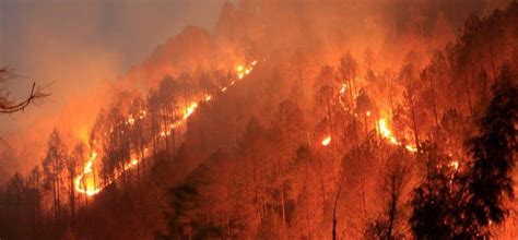 Heres Everything You Need To Know About Forest Fires