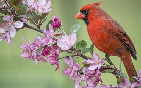Hd Wallpaper Red Cardinal Bird Apple Tree Flowers Blossom Spring