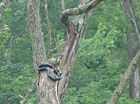 The astonishing footage shows a snake hanging from a tree with what appears to be a kookaburra trapped by the snake's coiled tail. Snake in a tree | Behind the Bins