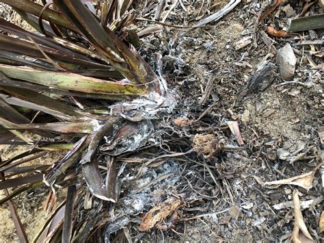 Maybe you would like to learn more about one of these? What's This White Powdery Stuff on My New Zealand Flax ...