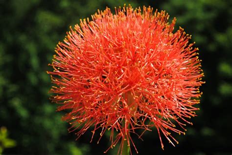 Amazing Fireball Lily Botany Photography Photo Wildflower Garden