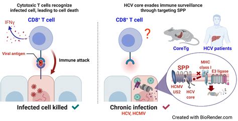 How Hepatitis C Virus Evades The Immune System Resou