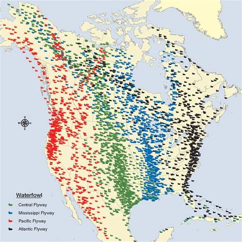 Flyways Map Bird Migration Birds Migratory Birds