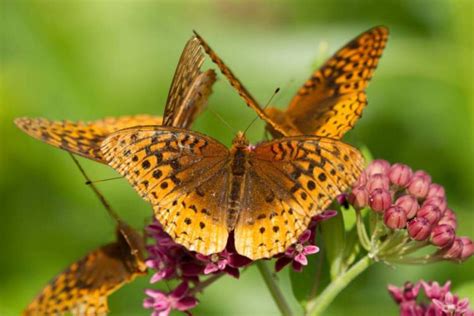 Great Spangled Fritillary Missouri Department Of Conservation