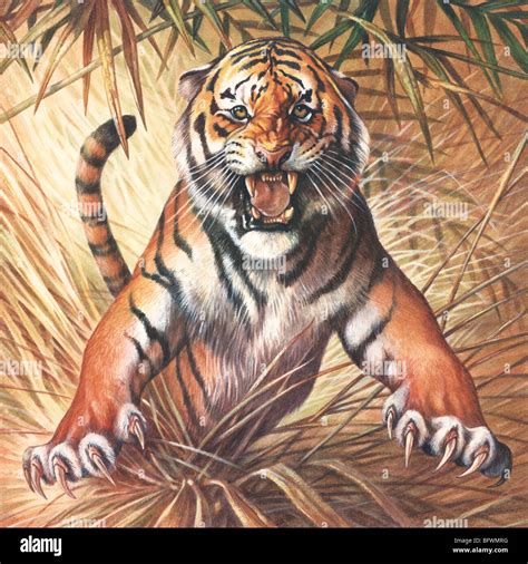Leaping Tiger Illustration Hi Res Stock Photography And Images Alamy