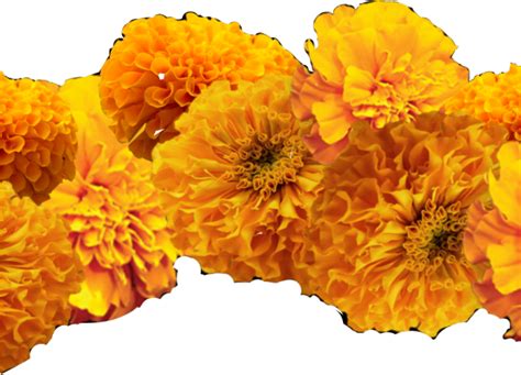 Marigold Flower Png Image Marigold Transparent Background Flower Png