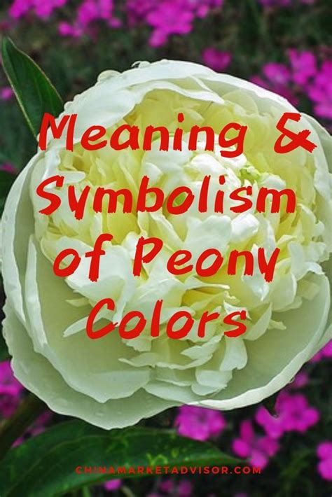 Meaning And Symbolism Of Peony Colors Feng Shui Peony Colors Feng