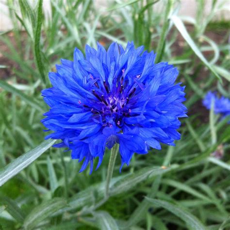 Centaurea Cyanus Flower Delivery Best Flower Wallpaper